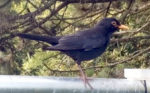 Amsel